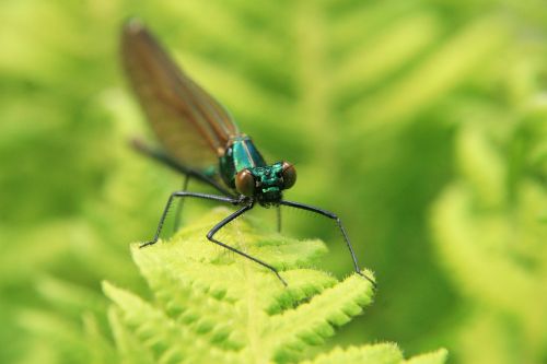 insect macro dragonfly