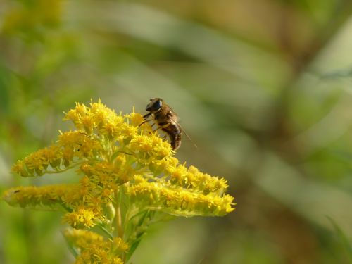 insect flower animal