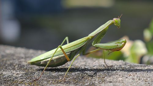 insect mantis green