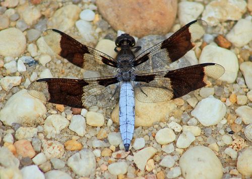 insect dragonfly nature