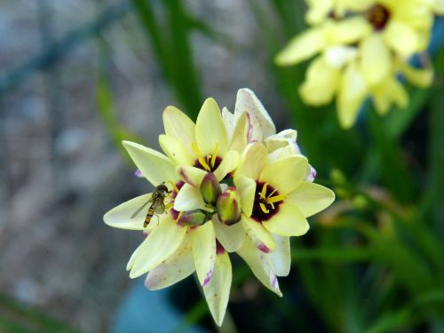 insect flower nature