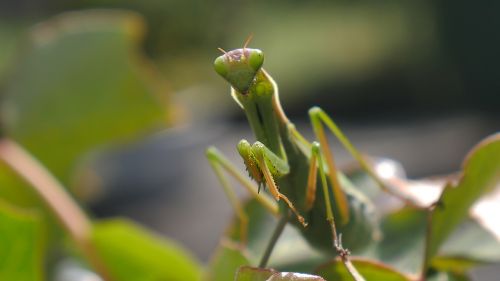 insect mantis green