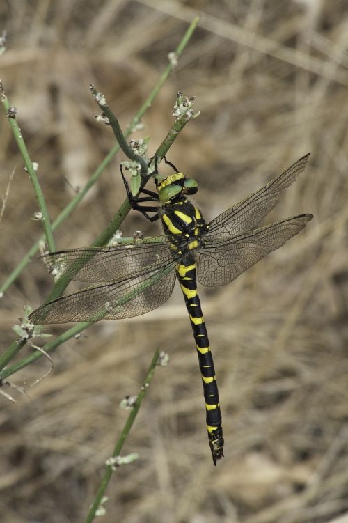 insect dragonfly yellow black