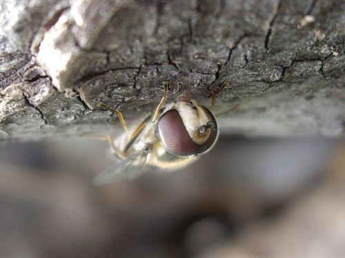 insect nature macro