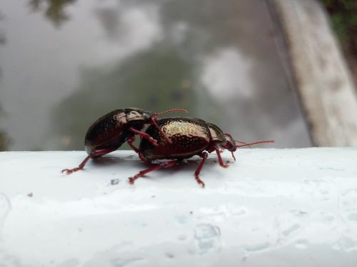 insect beetle black beetle