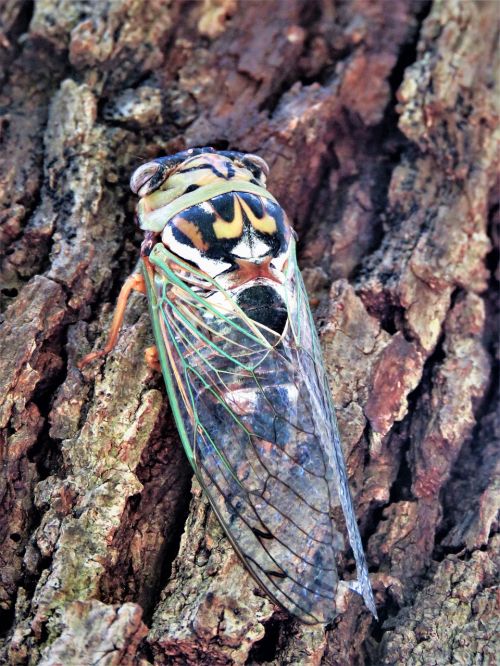insect flying cicada