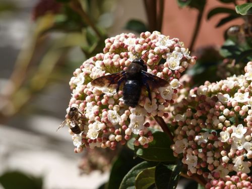 insect in flower