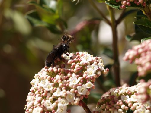 insect in flower