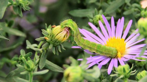 insect larva caterpillar