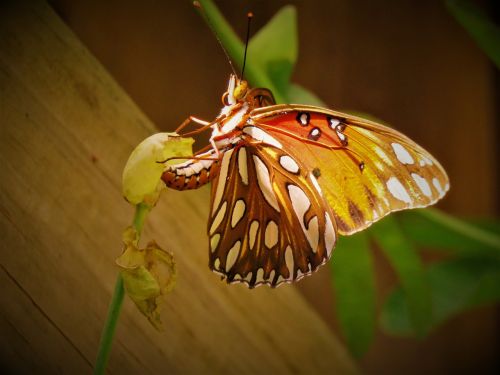 insect butterfly colorful