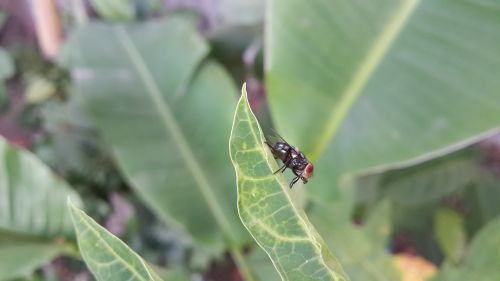 insect nature leaf