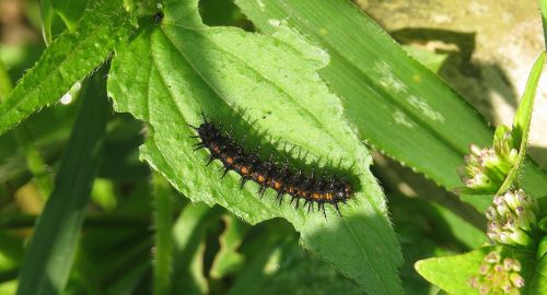 insect worm nature