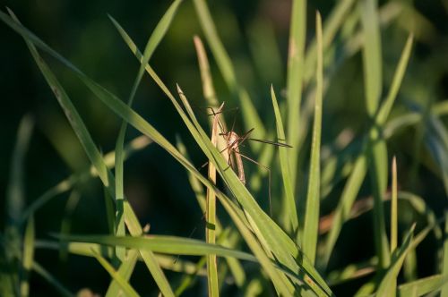 insect fauna nature