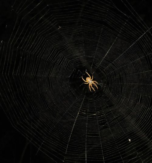 insect spider night arachnid