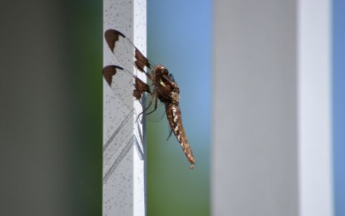 insect dragonfly nature