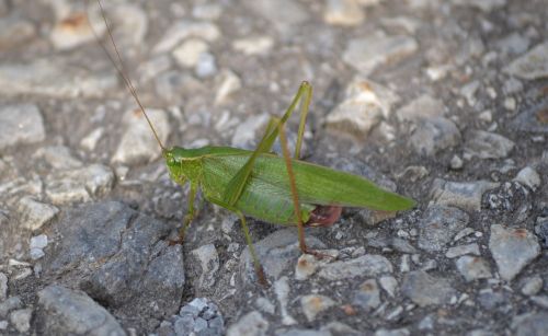 insect grasshopper green