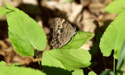 insect butterfly leaves