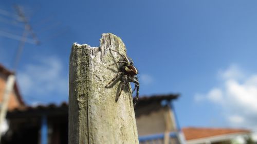 insect spider hunter macro