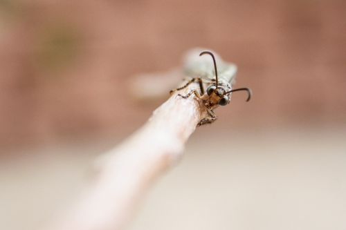 insect entomology antlion