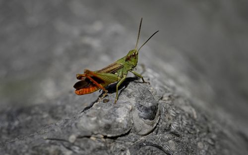 insect macro grasshopper