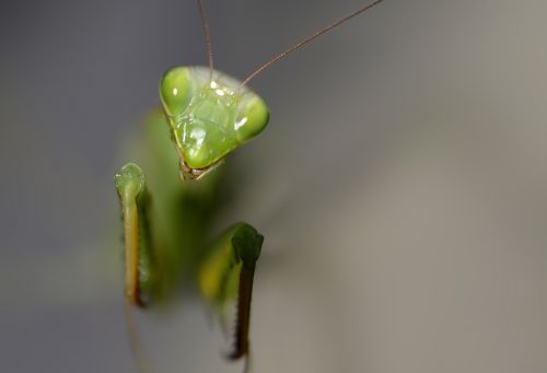 insect mantis religiosa predator