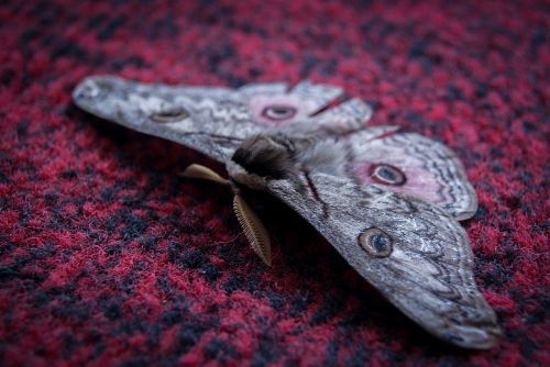 insect butterfly wing