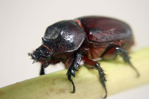 insect beetle macro