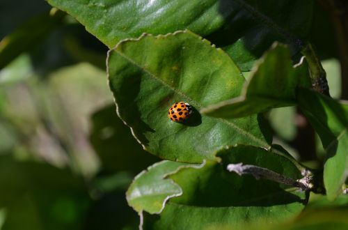 insect ladybug beetle