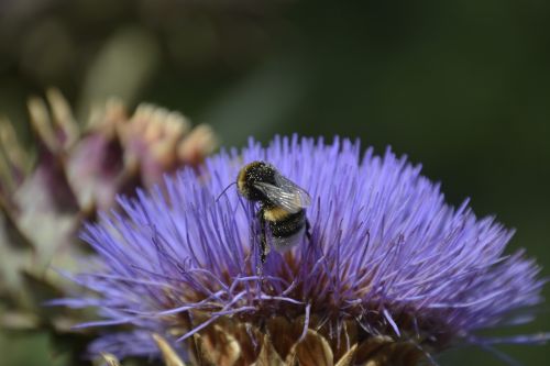 insect blossom bloom