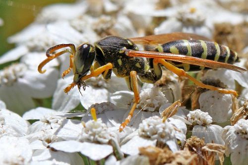 insect macro photography wasp