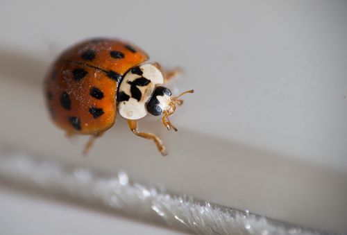 insect bug beetle