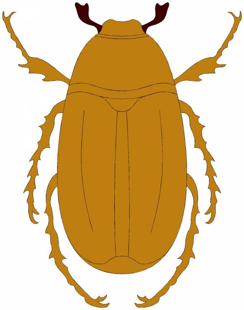 Insect 30