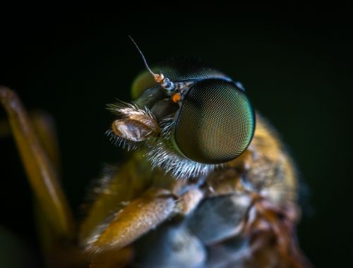 insect bespozvonochnoe living nature