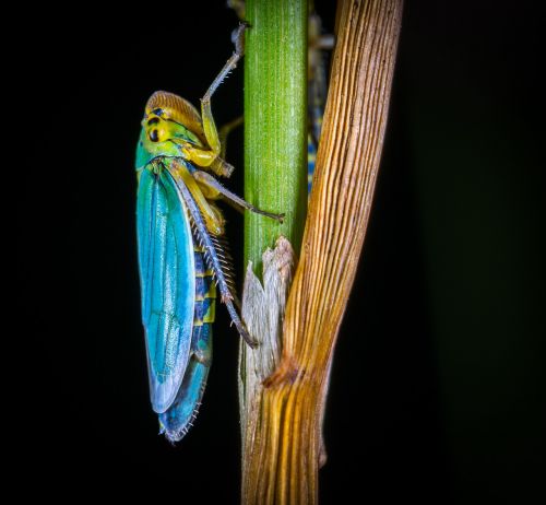 insect bespozvonochnoe living nature