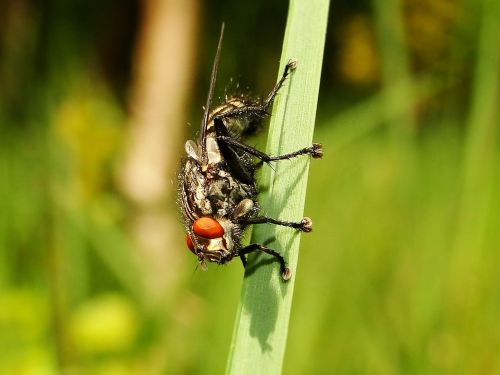 insect nature at the court of