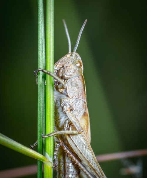 insect grasshopper mustache