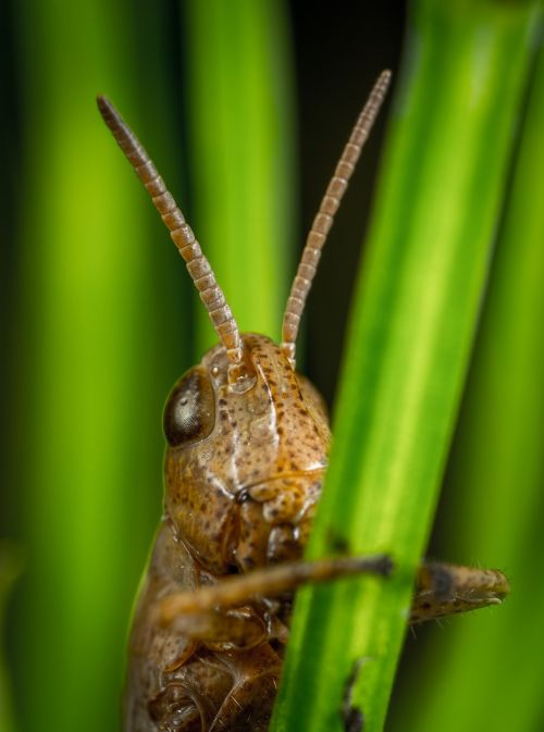insect bespozvonochnoe animals