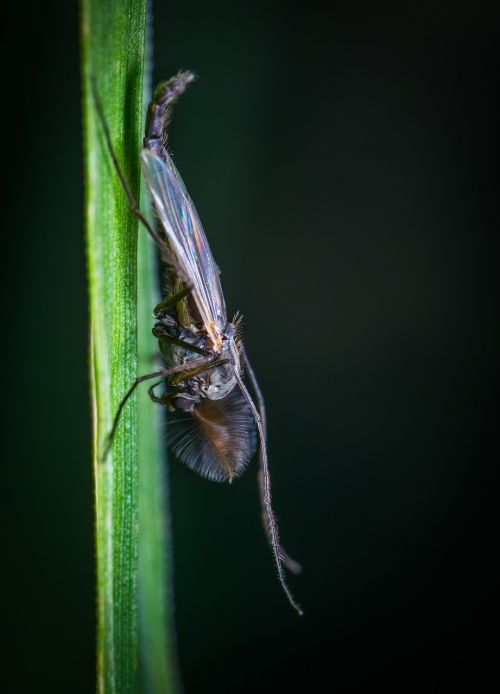 insect bespozvonochnoe nature