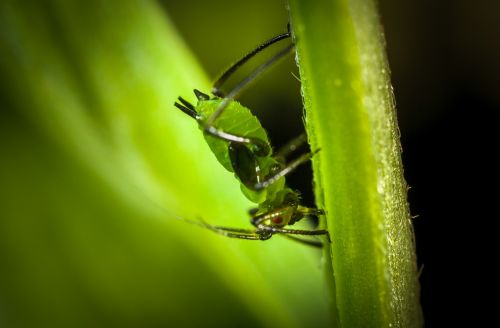 insect nature bespozvonochnoe