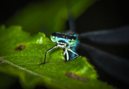 insect living nature bespozvonochnoe