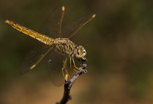 insect dragonfly wildlife