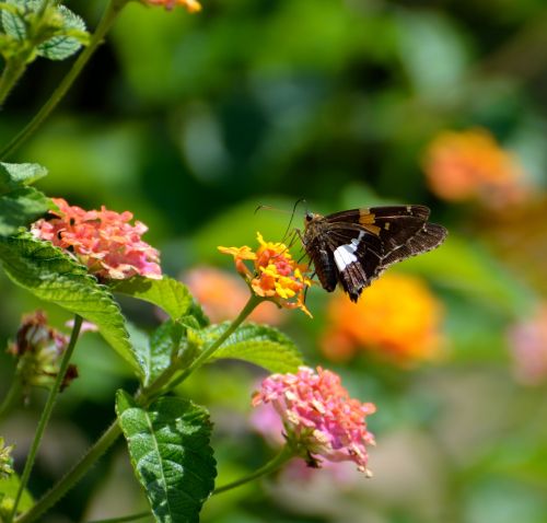 insect butterfly nature