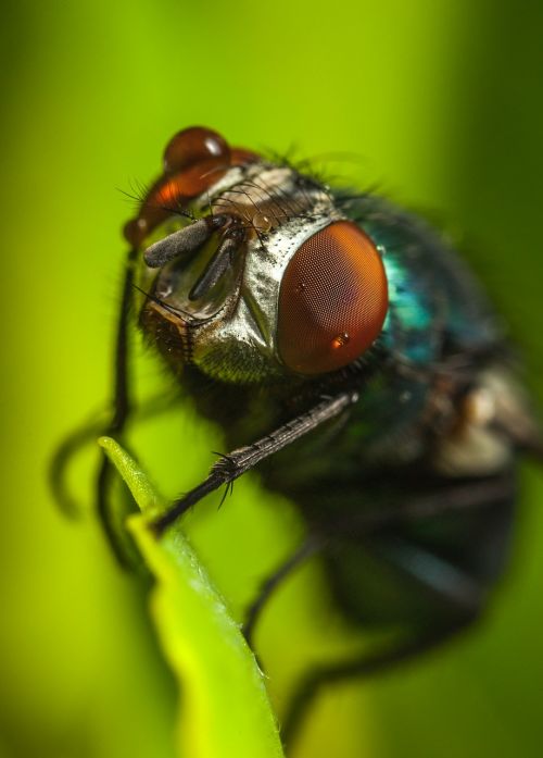insect fly bespozvonochnoe