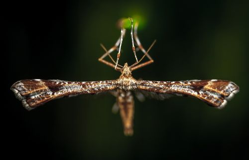 insect bespozvonochnoe nature