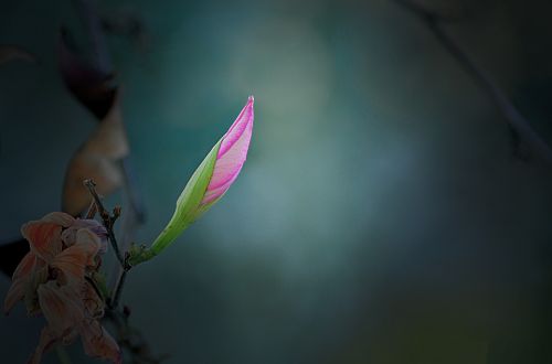 insect nature flower