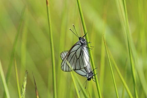 insect nature butterfly