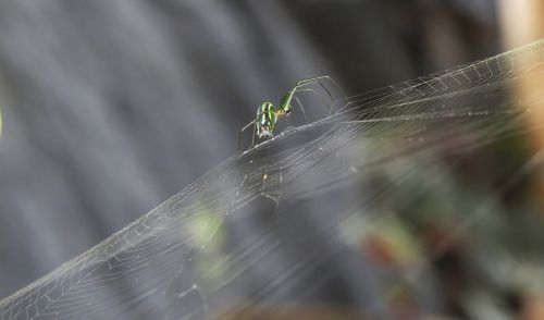 insect nature spider