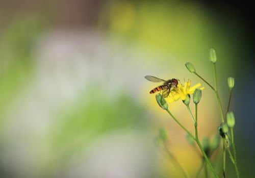 insect nature bee