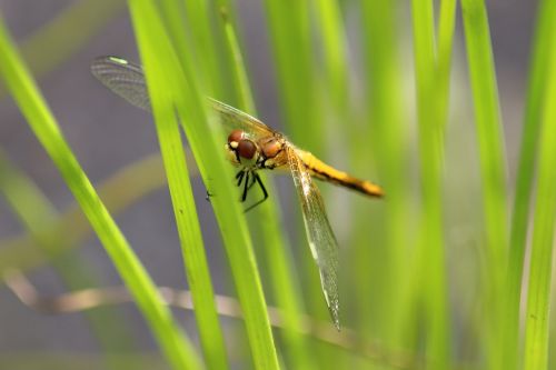 insect nature dragonfly