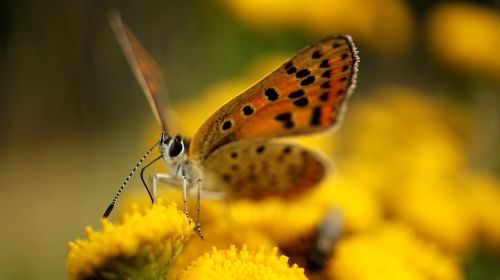 insect nature butterfly